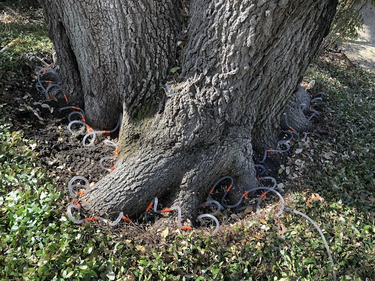 Detailed Tree Cabling and Bracing job site in Middlebury Center