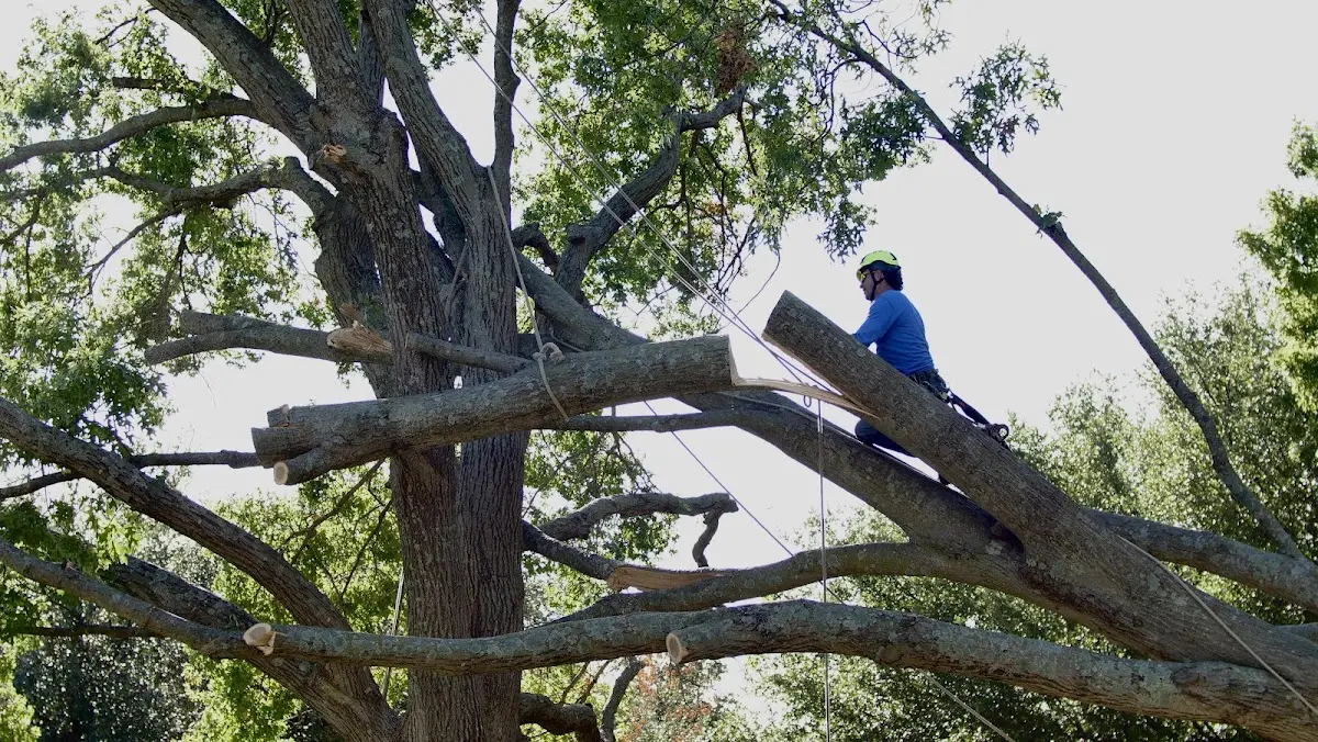 Professional Hazardous Tree Removal performed by certified arborists in Middlebury Center